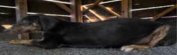 Catahoula Leopard Dog dogs for sale: Tracy II 2026 Female 1 - Ad 11