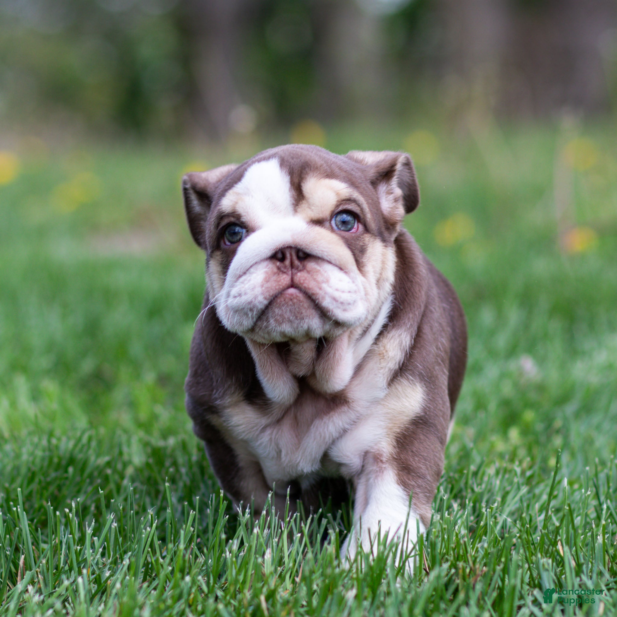 English Bulldog dogs Truffle Bay English Bulldog Puppy  - Ad 1