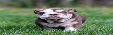 Truffle Bay English Bulldog Puppy 