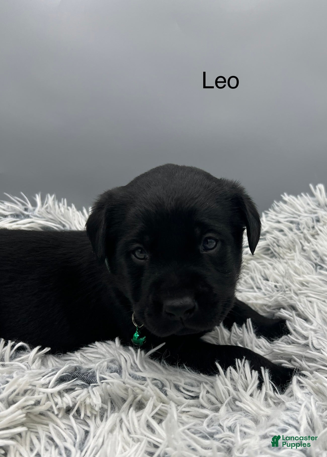 Labrador Retriever dogs Leo-Labrador Retriever Puppy  - Ad 2