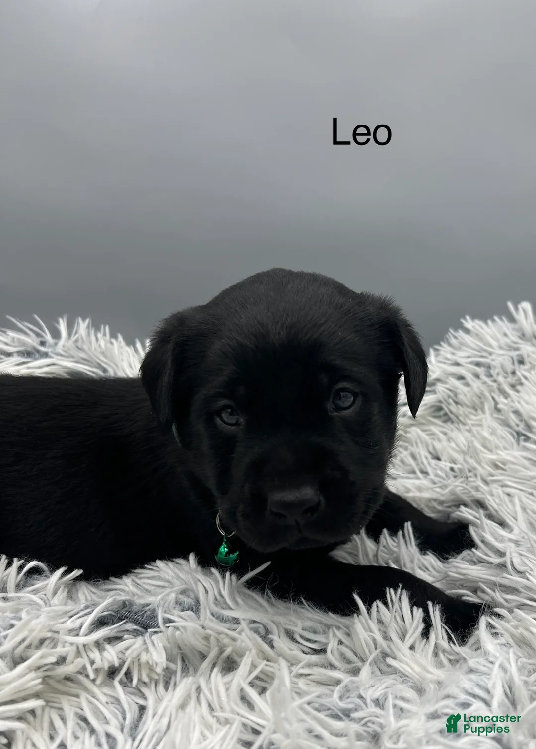 Labrador Retriever dogs for sale: Leo-Labrador Retriever Puppy  - Ad 2