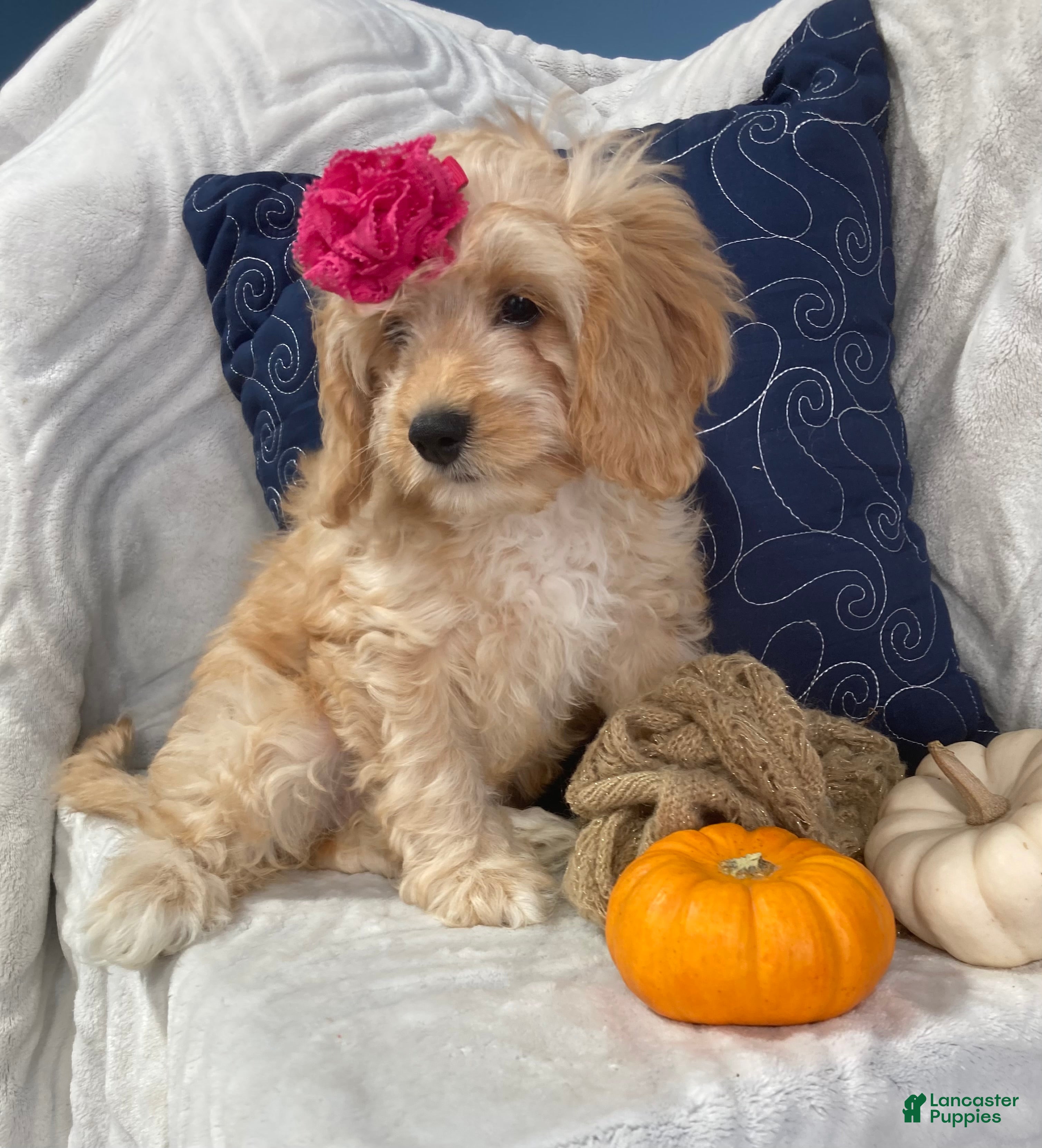Cavapoo dogs Hadley - Ad 2