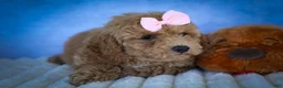 Bichpoo dogs for sale: Nessa Rose🎀 - Ad 15