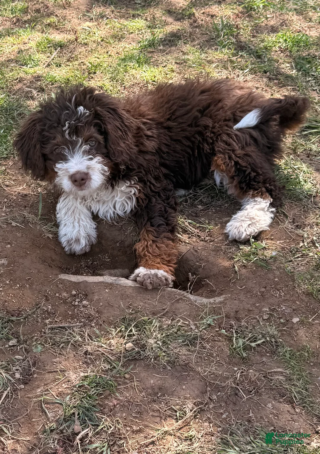Bernedoodle dogs for sale: Willow - Ad 2