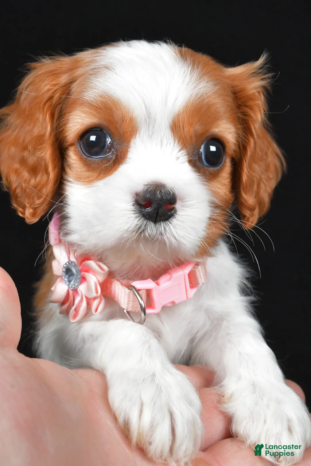 Cavalier King Charles Spaniel dogs for sale: Ruby - Ad 6