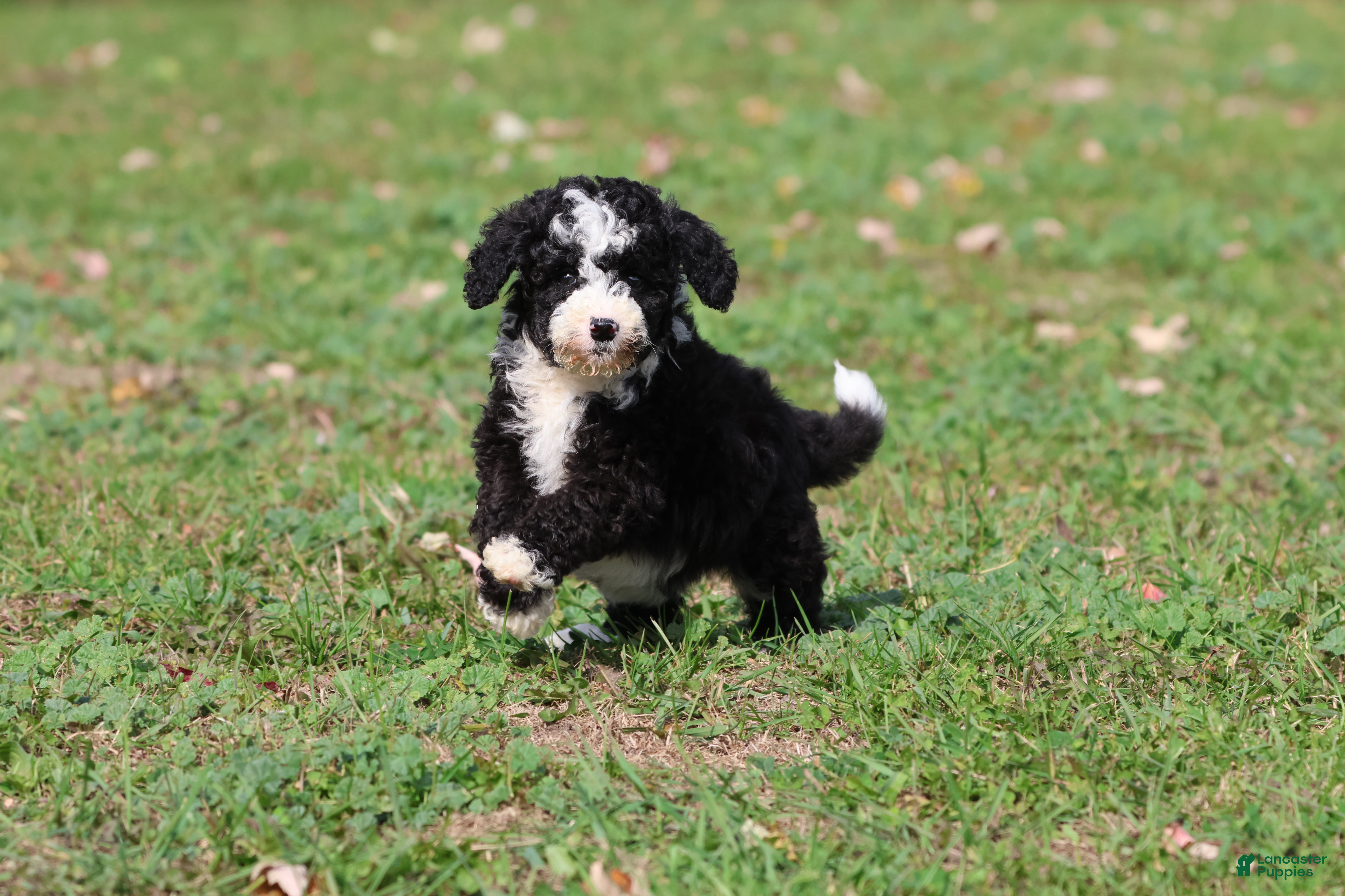 Mini Bernedoodle dogs Snoopy - Ad 1