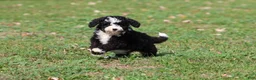 Mini Bernedoodle dogs for sale: Snoopy - Ad 1