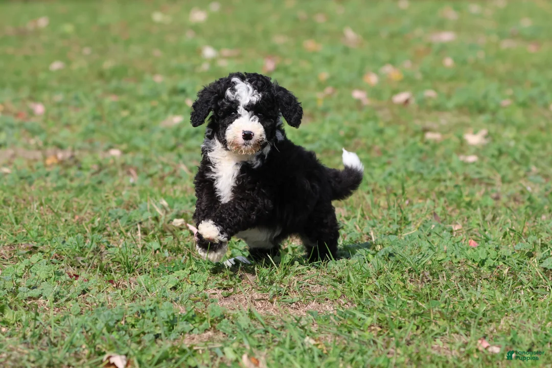 Mini Bernedoodle dogs for sale: Snoopy - Ad 1