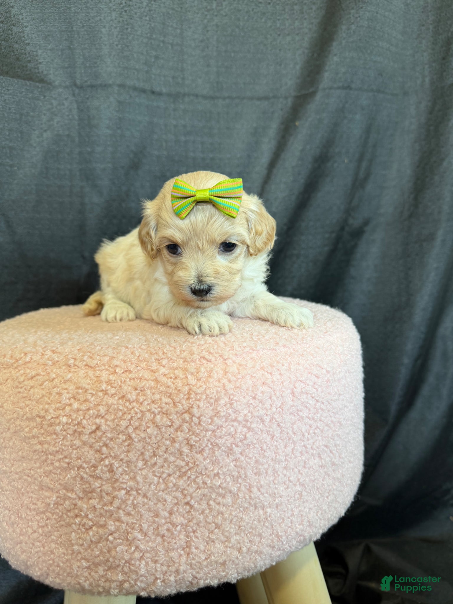 Maltipoo dogs for sale: Barbies Maltipoo Girl! Green Bow 💚 - Ad 7