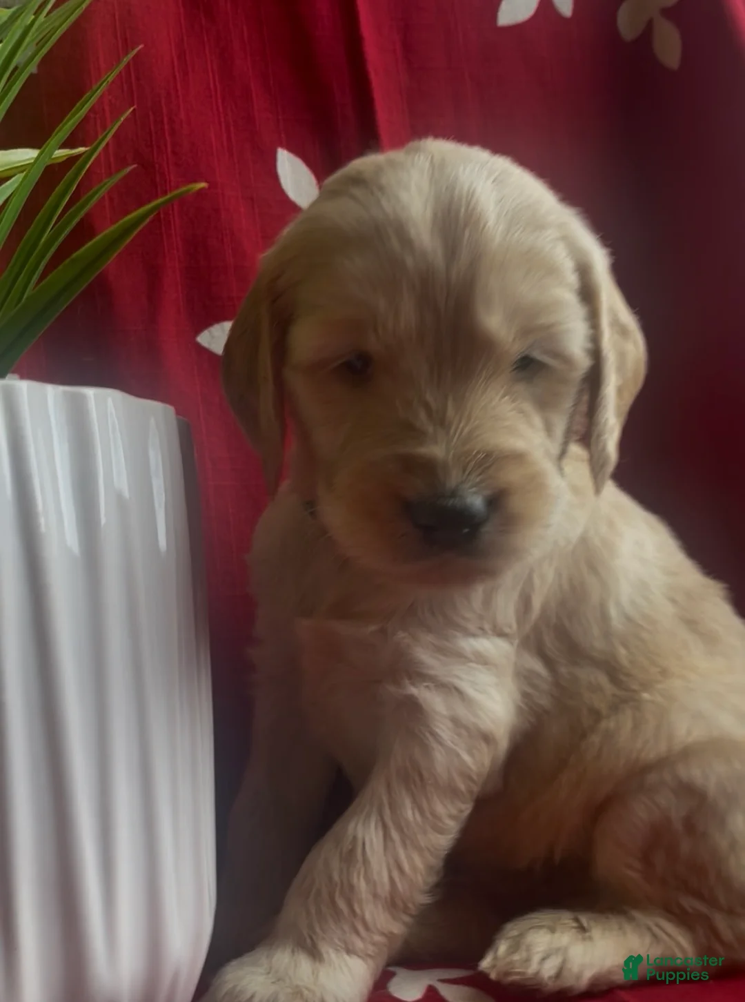 Goldendoodle dogs for sale: Goldendoodle Puppy 7 - Ad 4