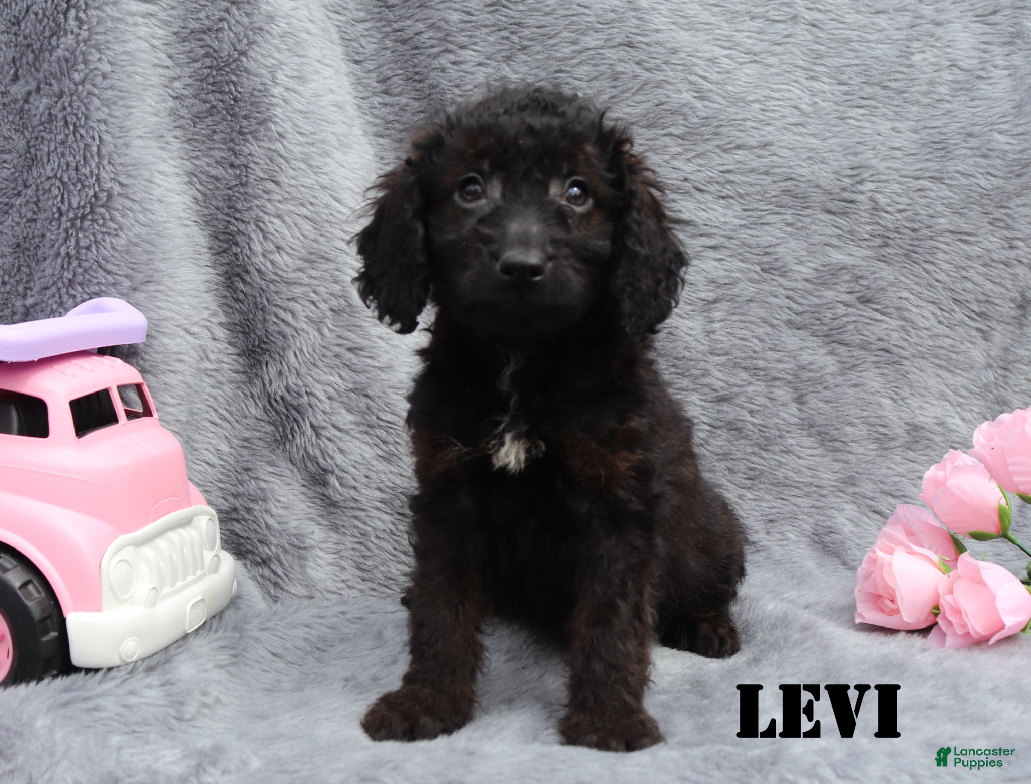 Mini Goldendoodle dogs for sale: Levi - Ad 1