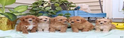 Toy Poodle dogs for sale: Peaches - Ad 6