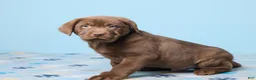 Labrador Retriever dogs for sale: Rocky - Ad 2