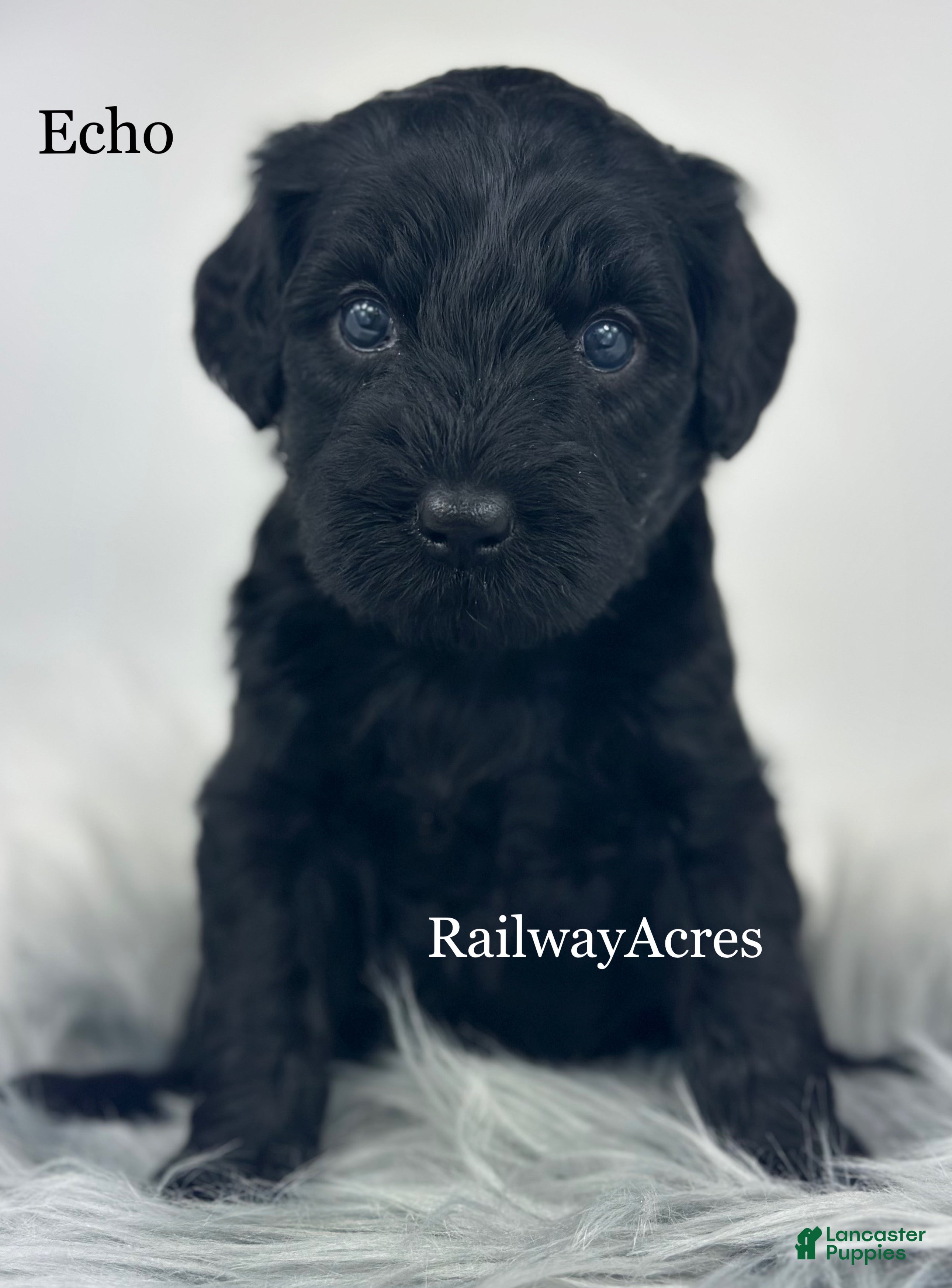 Mixed Breed dogs Echo - Ad 6