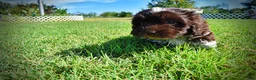 Havapoo dogs for sale: Jackson-LABOR DAY SALE-TAKE $100 OFF!!! - Ad 9