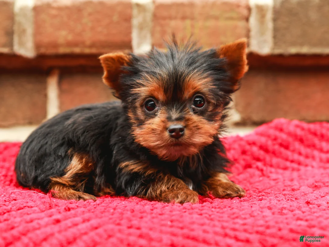 Yorkshire Terrier dogs for sale: Pinky (Extra Small) - Ad 6