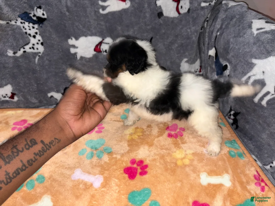 Labradoodle dogs for sale: Snicker - Ad 2