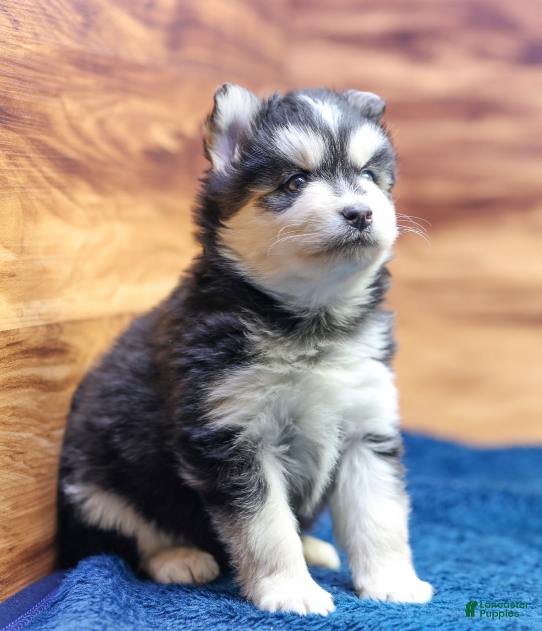 Pomsky dogs for sale: Jet - Ad 3