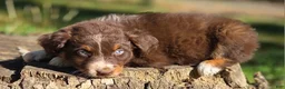Australian Shepherd dogs for sale: Australian Shepherd Puppy "Peets" - Ad 2