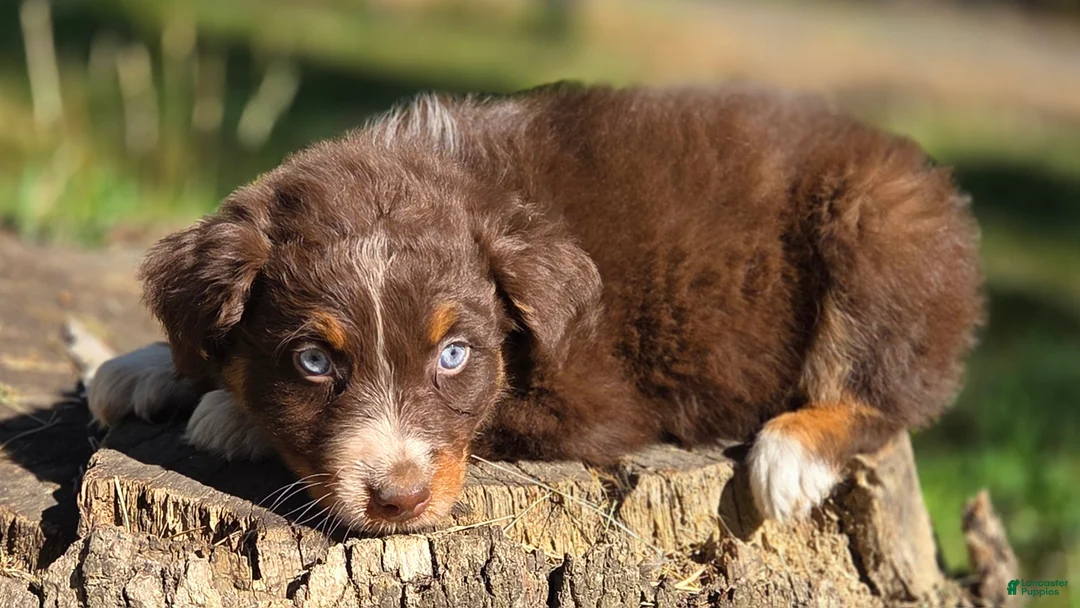 Australian Shepherd dogs for sale: Australian Shepherd Puppy "Peets" - Ad 2