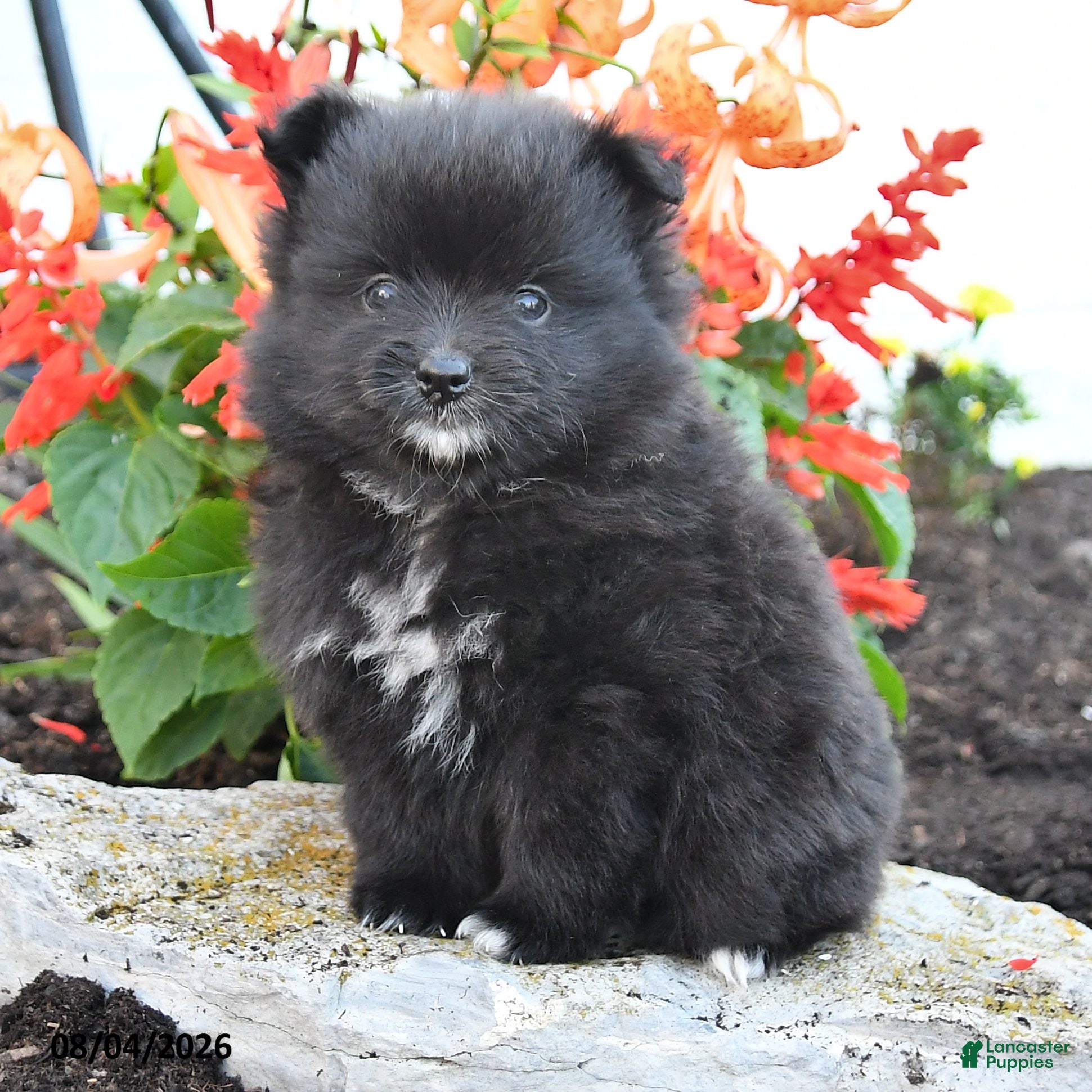 Pomeranian dogs Percy - Ad 2