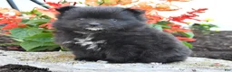 Pomeranian dogs for sale: Percy - Ad 2