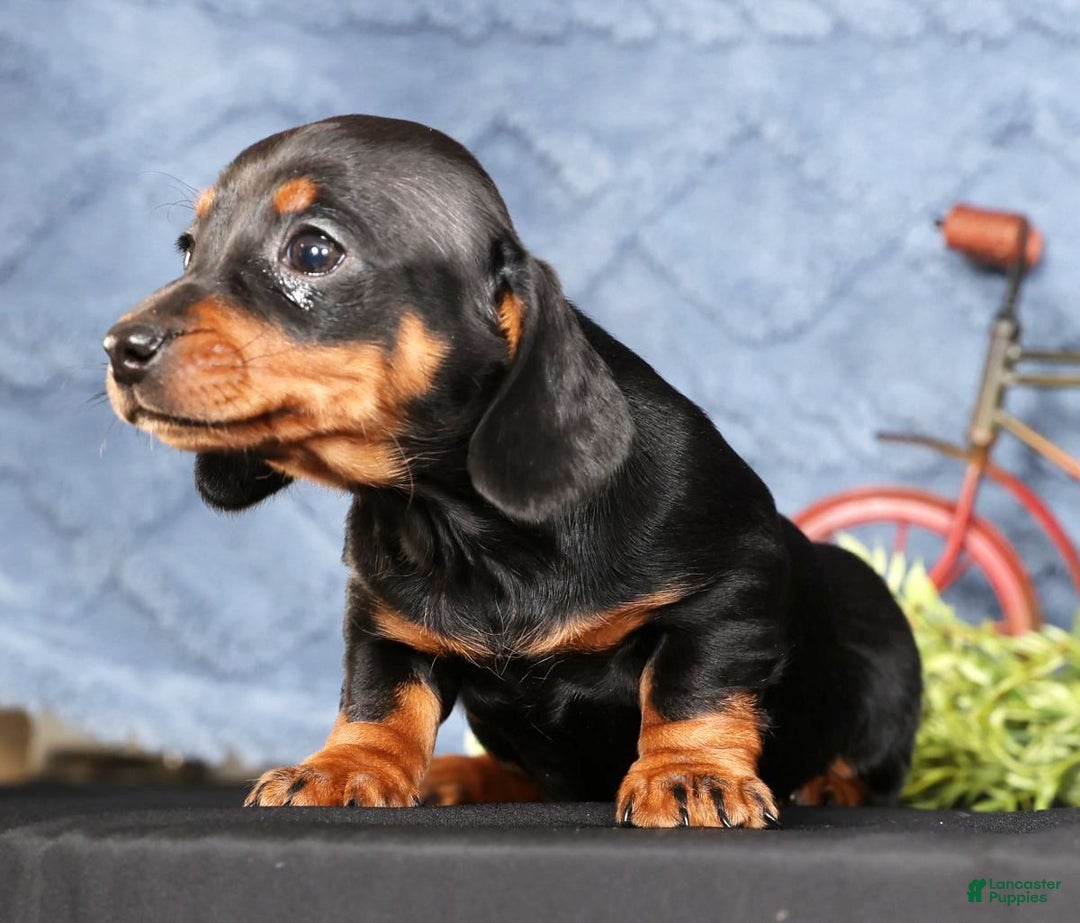 Miniature Dachshund dogs for sale: Noel - Ad 5
