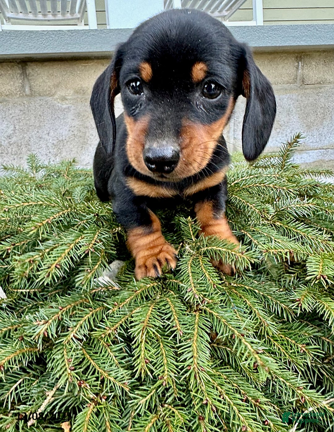 Miniature Dachshund dogs for sale: George - Ad 4