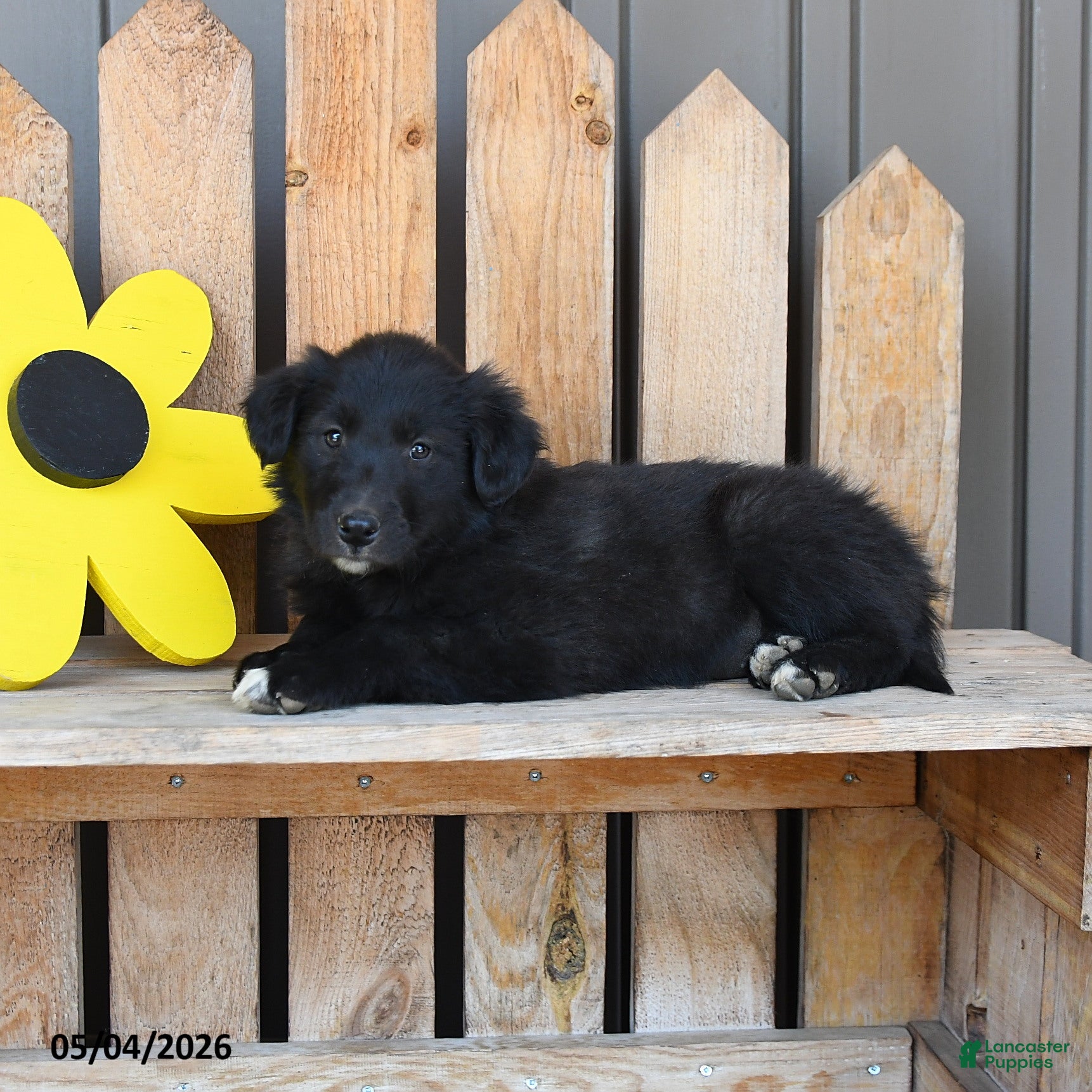 Mixed Breed dogs Gwen - Ad 2