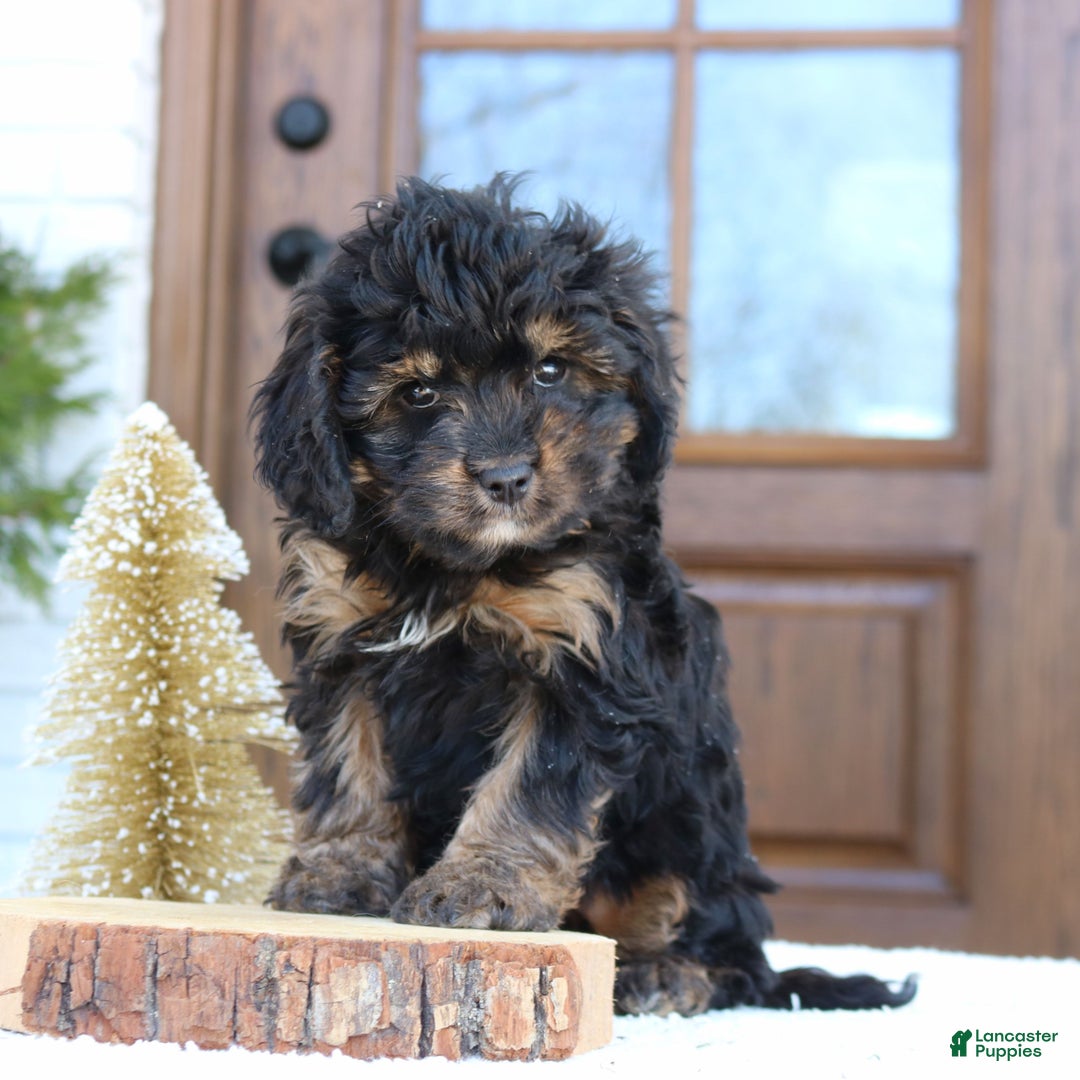 Cavapoo dogs for sale: Daniel  - Ad 3