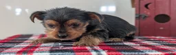 Yorkshire Terrier dogs for sale: Duke - Ad 5