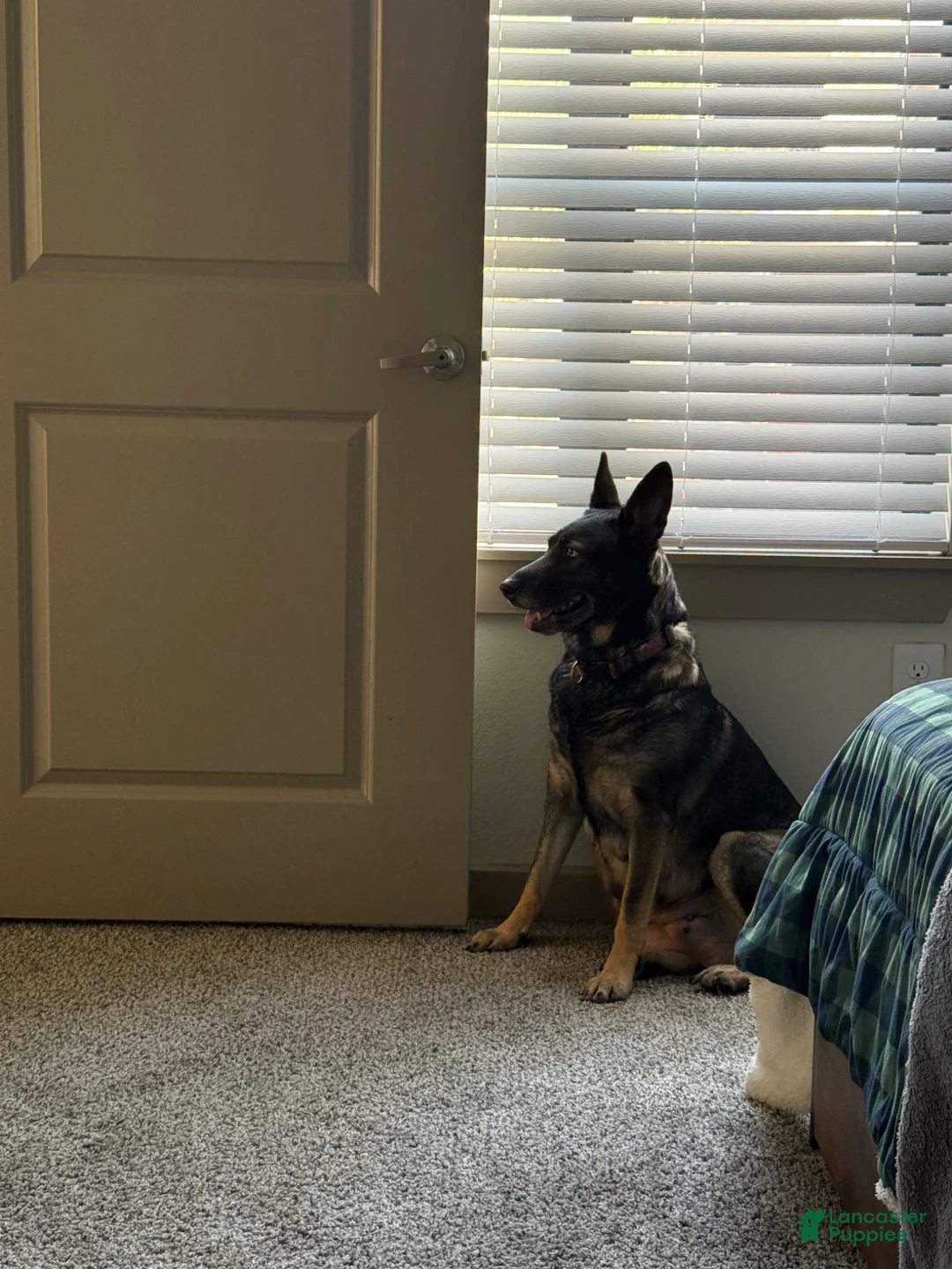 German Shepherd dogs for sale: German Shepherd Puppy 1 - Ad 2