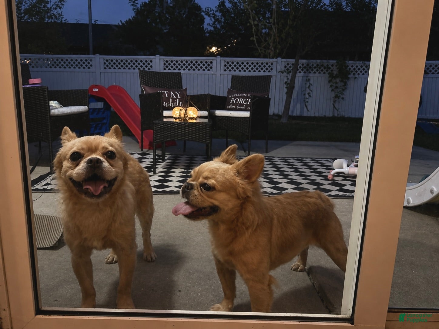 French Bulldog dogs French Bulldog 1 - Ad 2