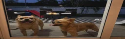 French Bulldog dogs for sale: French Bulldog 1 - Ad 2