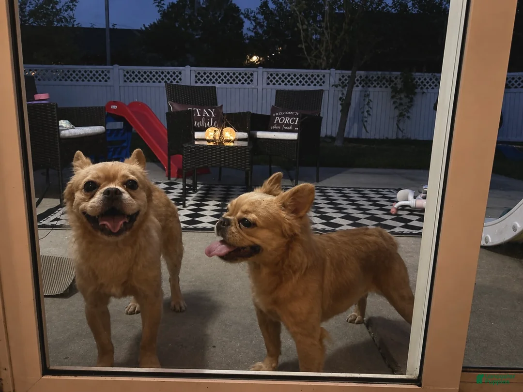 French Bulldog dogs for sale: French Bulldog 1 - Ad 2