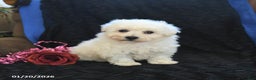 Bichon Frise dogs for sale: Pansy - Ad 1