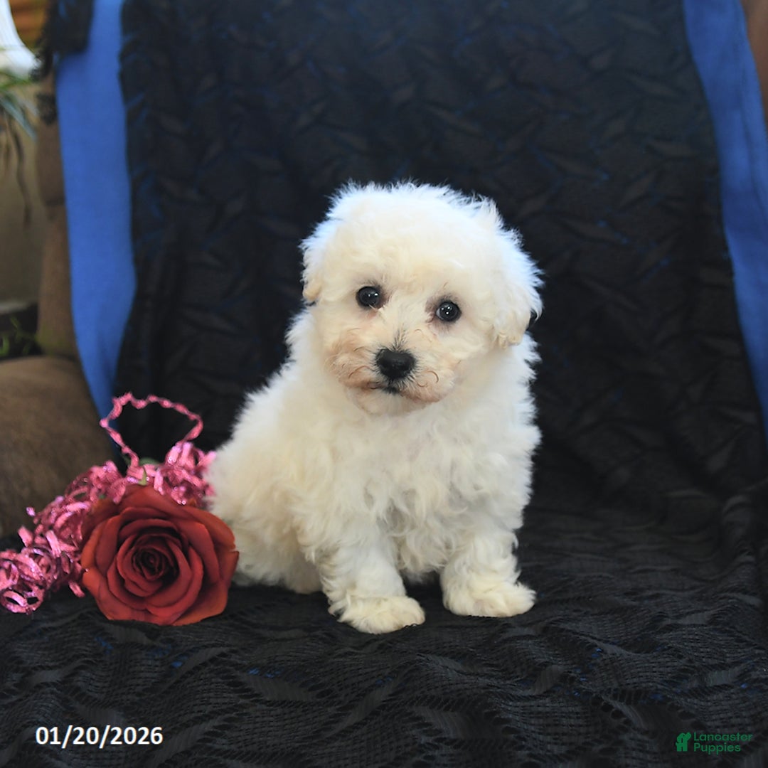 Bichon Frise dogs for sale: Pansy - Ad 1