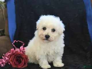 Bichon Frise dogs Pansy - Ad 35