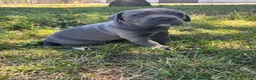 Cane Corso dogs for sale: Red  - Ad 6