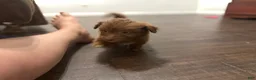 Chihuahua dogs for sale: Layla - Ad 4