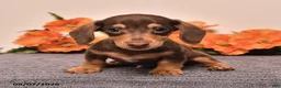Miniature Dachshund dogs for sale: Ike - Ad 5