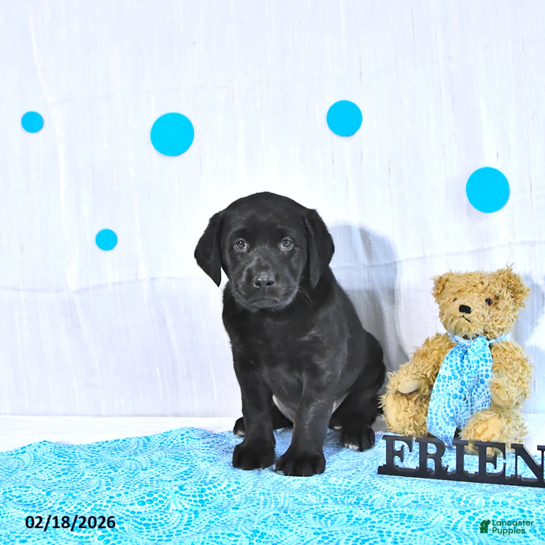 Labrador Retriever dogs for sale: Parker - Ad 4