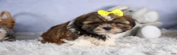 Shih Tzu dogs for sale: GISMO - Ad 13
