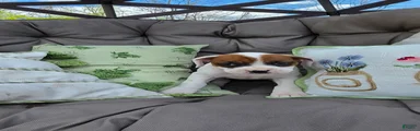 Boxer Puppy 8