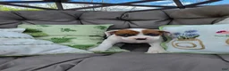Boxer dogs for sale: Boxer Puppy 8 - Ad 1