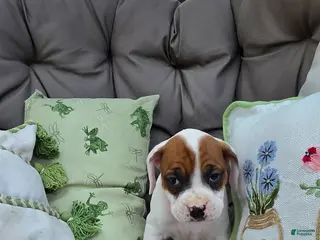 Boxer dogs Boxer Puppy 8 - Ad 22