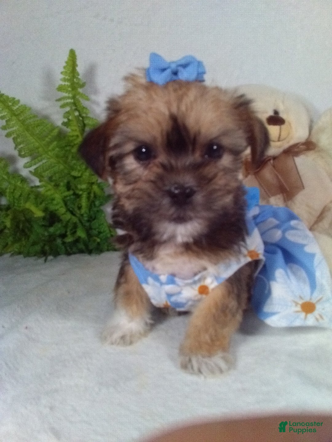Shorkie dogs for sale: Gia - Ad 1