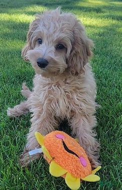 Mini Goldendoodle dogs Greta Female - Ad 2