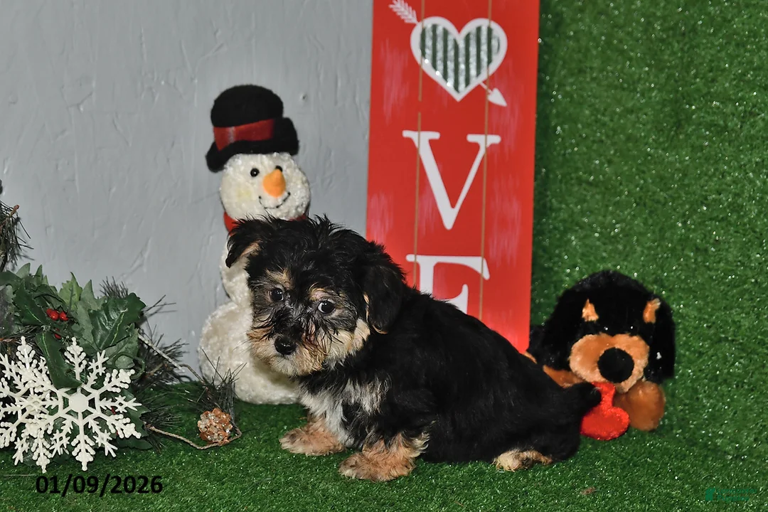 Yochon dogs for sale: Dusty - Ad 1