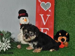 Yochon dogs Dusty - Ad 4